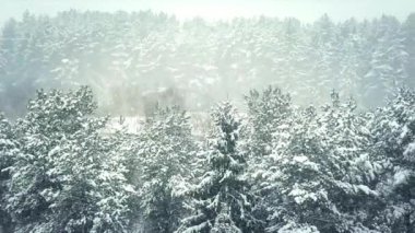 Kar ormanı doğası güzel beyaz karlı görüntüler 4K HD