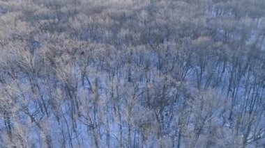 Kış ormanı hava manzarası güzel ağaç manzarası