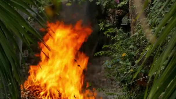 Incendies Forêt Feux Forêt Changement Climatique Menace Environnement Dans — Video
