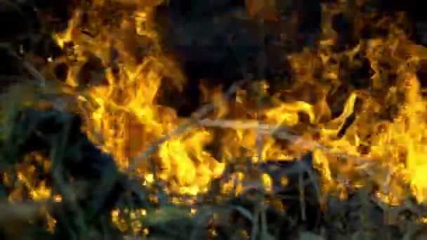 Severní Kalifornie Wildfires Pouštní Požár Zničen Ohněm — Stock video