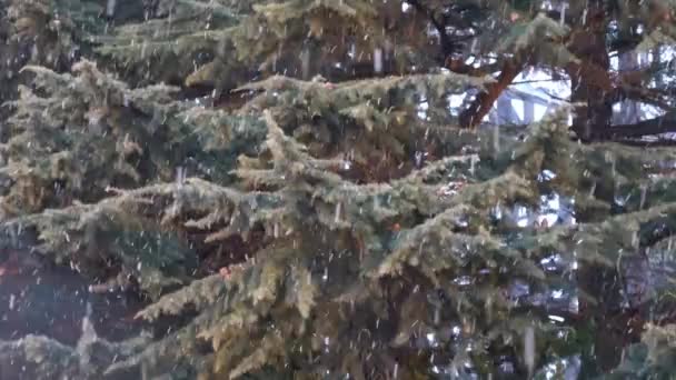 Nevada Pino Blanco Invierno Nieve Derretimiento Mañana — Vídeo de stock