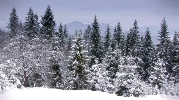 冬季松林雪地户外自然景观 — 图库视频影像