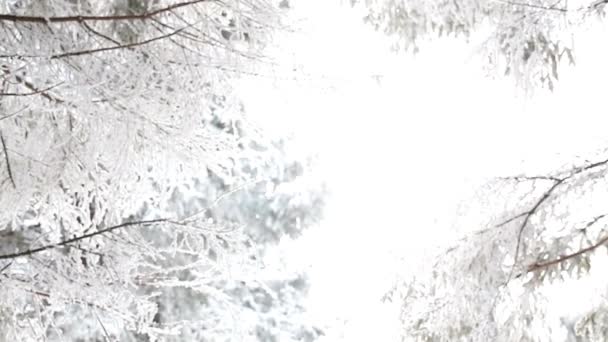 Zăpadă Alb Pin Iarna Zăpadă Topi Dimineața — Videoclip de stoc