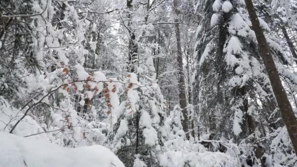 Лесной Зимней Горы Красивый Снежный Ландшафт Движении Наклона — стоковое видео