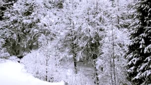 Zimní Sezóna Krajina Les Strom Přírodní Pohled — Stock video
