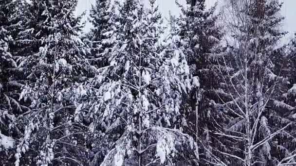Лесной Зимней Горы Красивый Снежный Ландшафт Движении Наклона — стоковое видео