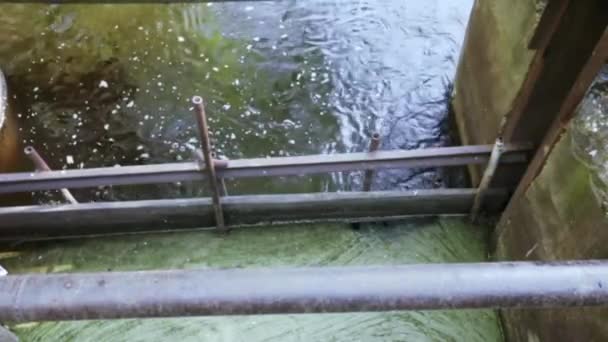 工場排水管海洋生態系を汚染するために河川に排出される排水による水質汚濁 — ストック動画
