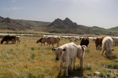 Dağlarda otlayan inekler, Orta Asya, Kazakistan