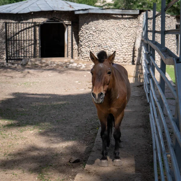 Kahverengi bir at istikrarlı