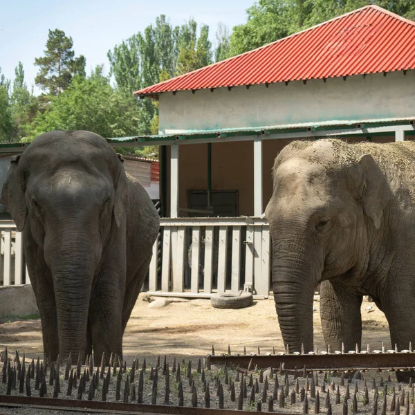 Hayvanat bahçesindeki fil