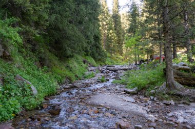 Nehir ve ormanlı güzel bir manzara.