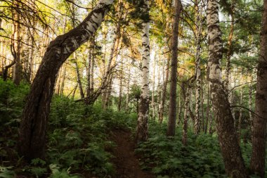Dağlardaki güzel orman
