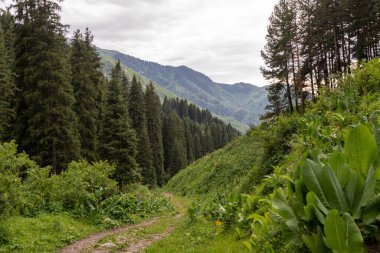 Dağları ve ormanı olan güzel bir manzara.