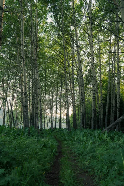 Beautiful Forest Morning — Stock Photo, Image