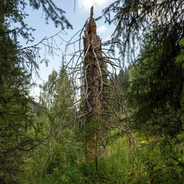 Ormandaki bir çam ağacının güzel manzarası