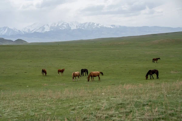 stock image horses in the mountains