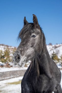 Dağlarda güzel bir at