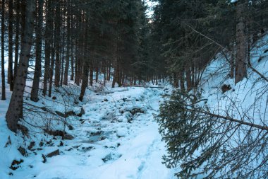 Güzel kış ormanı karla kaplı ağaçlarla