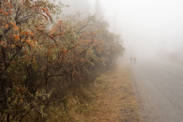 Path Foggy Morning Autumn — Stock Photo, Image