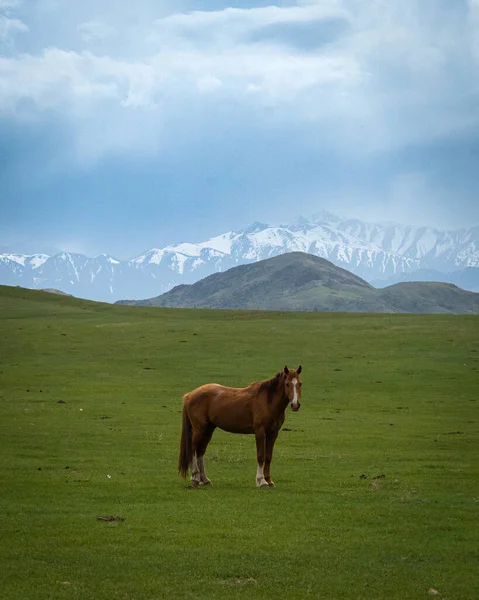 Atı olan güzel bir manzara
