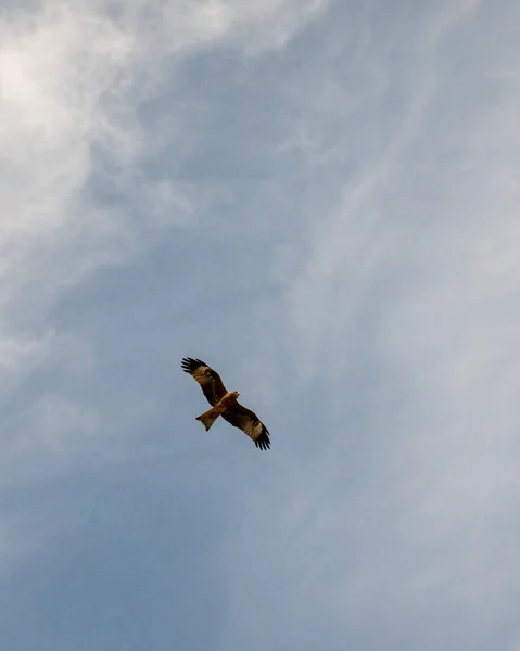 Eine Große Gruppe Fliegender Vögel Himmel — Stockfoto