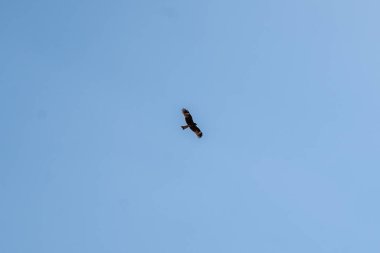 Gökyüzünde uçan bir kuş