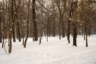 Parktaki kardaki ağaçlar. kış parkı