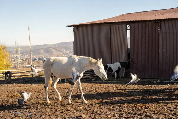 Bahçedeki at. Sonbaharda çiftlik.