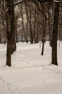 Şehirdeki kış parkı..
