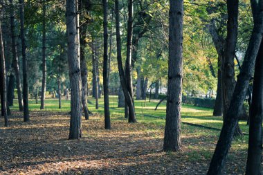 Ağaçlar ve yapraklarla dolu güzel bir sonbahar ormanı