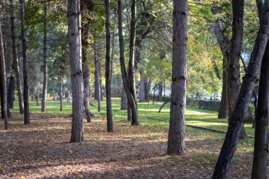 Parkta güzel sonbahar yaprakları