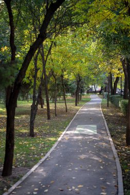Ağaçlar ve yapraklarla dolu sonbahar parkı.