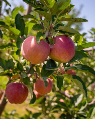 Meyve bahçesindeki bir dalda elmalar