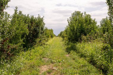 Kırsalda meyve bahçeli yeşil elma ağaçları