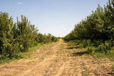 Yeşil yapraklı elma ağaçları ve mavi gökyüzü