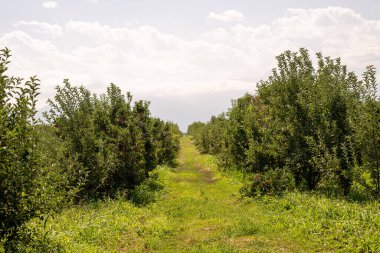 Bahçedeki yeşil elma ağaçları