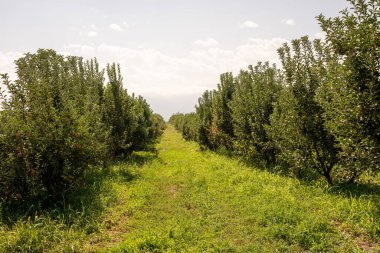 Ağaçların arasındaki çalılar ve ağaçlar