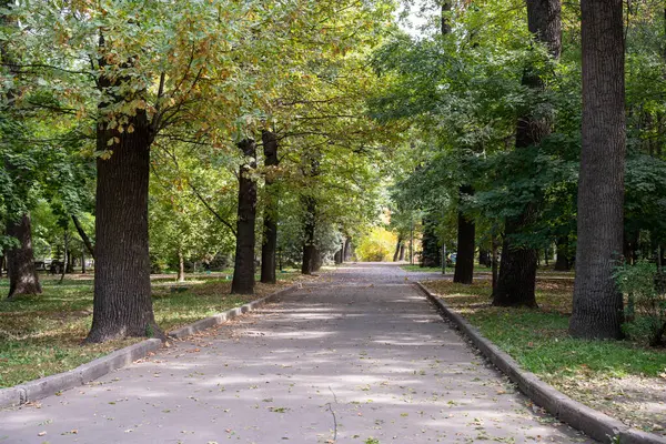 Renkli ağaçlarla dolu bir sokak. sonbahar parkı