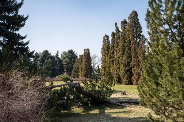 Baharda bahçede ağaçlar, Almaty, Kazakistan 'ın merkezinde Botanik Bahçesi