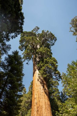 sequoia Ulusal Parkı, Kaliforniya, ABD