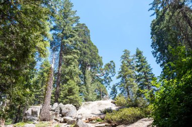 Yosemite Ulusal Parkı Kaliforniya 'da