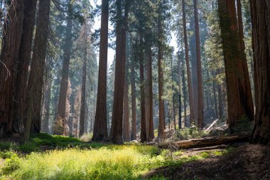 Yosemite Ulusal Parkı 'ndaki Çam Ormanı, Kaliforniya, ABD