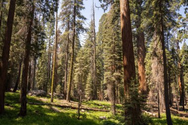 Kaliforniya 'daki sequoia Ulusal Parkı