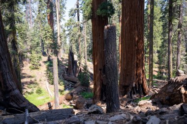 Kaliforniya manzarası. Bir ağaç ve büyük bir gövde.