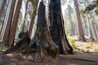 sequoia Milli Parkı 'ndaki sekoya ağaçları, ABD,