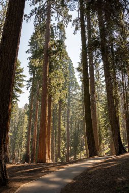 Kaliforniya 'daki sekoya ağaçları ve sekoya ulusal parkı, ABD