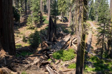 Ulusal parktaki dev çam ağacı.