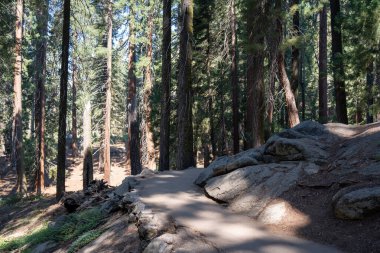 Nevada, Kaliforniya 'daki Sierra de las Vegas' ta yürüyüş parkurunda.