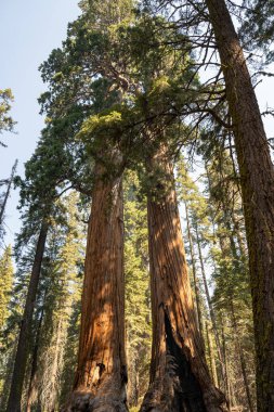 Büyük sekoya Ulusal Parkı, Kaliforniya, ABD