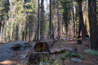 Yosemite Ulusal Parkı, Kaliforniya